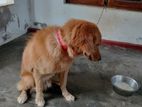 Golden Retriever Dog