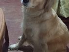 Golden Retriever Dog