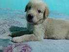 Golden Retriever Puppies