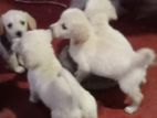 Golden Retriever Puppies