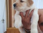 Golden Retriever Puppy