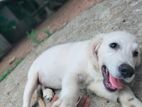 Golden Retriever Puppy