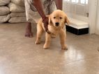 Golden Retriever Puppies