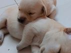 Golden Retriever Puppies