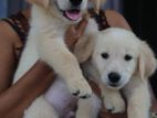 Golden Retriever Puppies