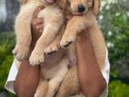 Golden Retriever Puppies