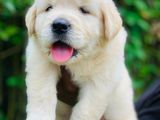 Golden Retriever Puppy