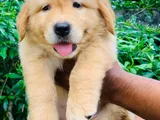 Golden Retriever Puppy