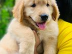 Golden Retriever Puppies