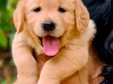 Golden Retriever Puppy