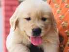 Golden Retriever Puppies