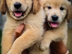 Golden Retriever Puppies