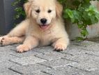 Golden Retriever Puppy