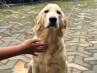 Golden Retriever Dog
