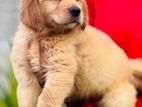 Golden Retriever Dog