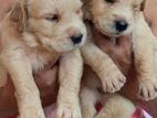 Golden Retriever Puppies