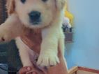 Golden Retriever Puppies