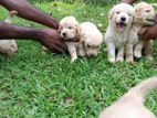 Golden Retriever Puppies
