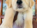 Golden Retriever Puppies