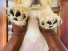 Golden Retriever Puppies