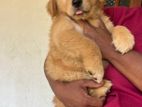 Golden Retriever Puppy