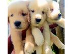 Golden Retriever Puppies