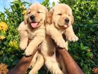 Golden Retriever Puppies