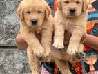 Golden Retriever Puppies