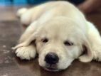 Golden Retriever Puppies