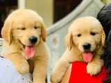 Golden Retriever Puppies