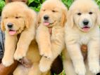 Golden Retriever Puppies