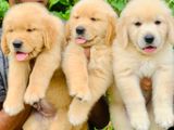 Golden Retriever Puppies