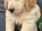 Golden Retriever Puppies