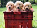 Golden Retriever Puppies
