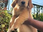 Golden Retriever Puppy