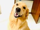 Golden Retriever Puppy