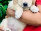 Golden Retriever Puppy