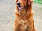 Golden Retriever Puppy