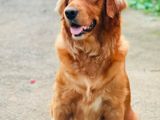 Golden Retriever Puppy