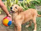 Golden Retriever Dog