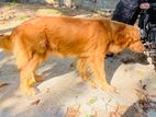 Golden Retriever Female Dog