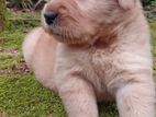 Golden Retriever Puppy