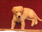 Golden Retriever For Kind Home