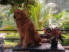 Golden Retriever Puppies
