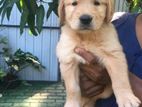 Golden Retriever Puppies