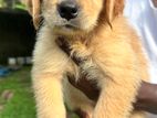 Golden Retriever Puppies