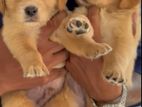 Golden Retriever Puppies