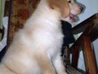 Golden Retriever Puppy