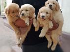 Golden Retriever Puppies