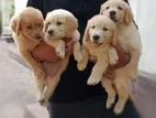 Golden Retriever Puppies